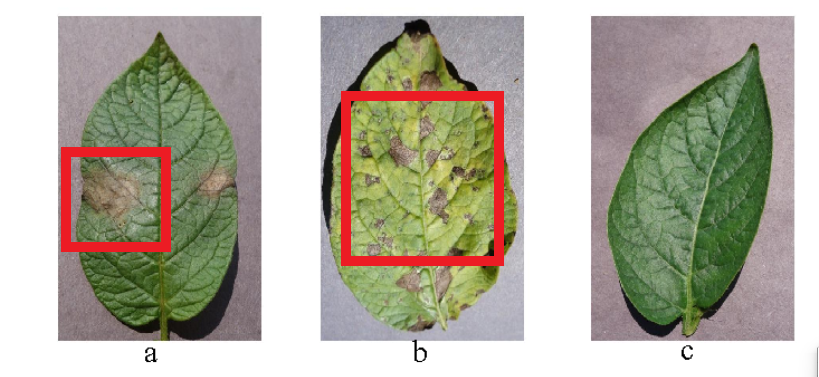 Beginner Level Data Science Projects Potato Leaf Disease Detection